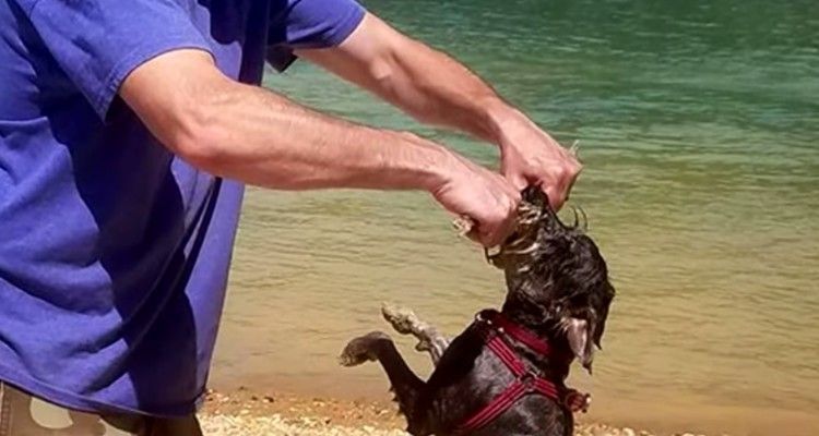 Portano il loro cane in un lago per farlo giocare. Mai avrebbero immaginato una tragedia del genere