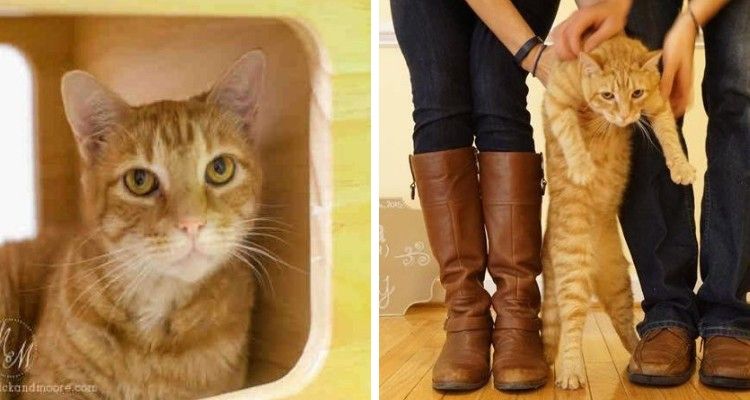 Gatto aveva paura di lasciare il suo box, ma ecco cosa ha fatto dopo sole 3 ore