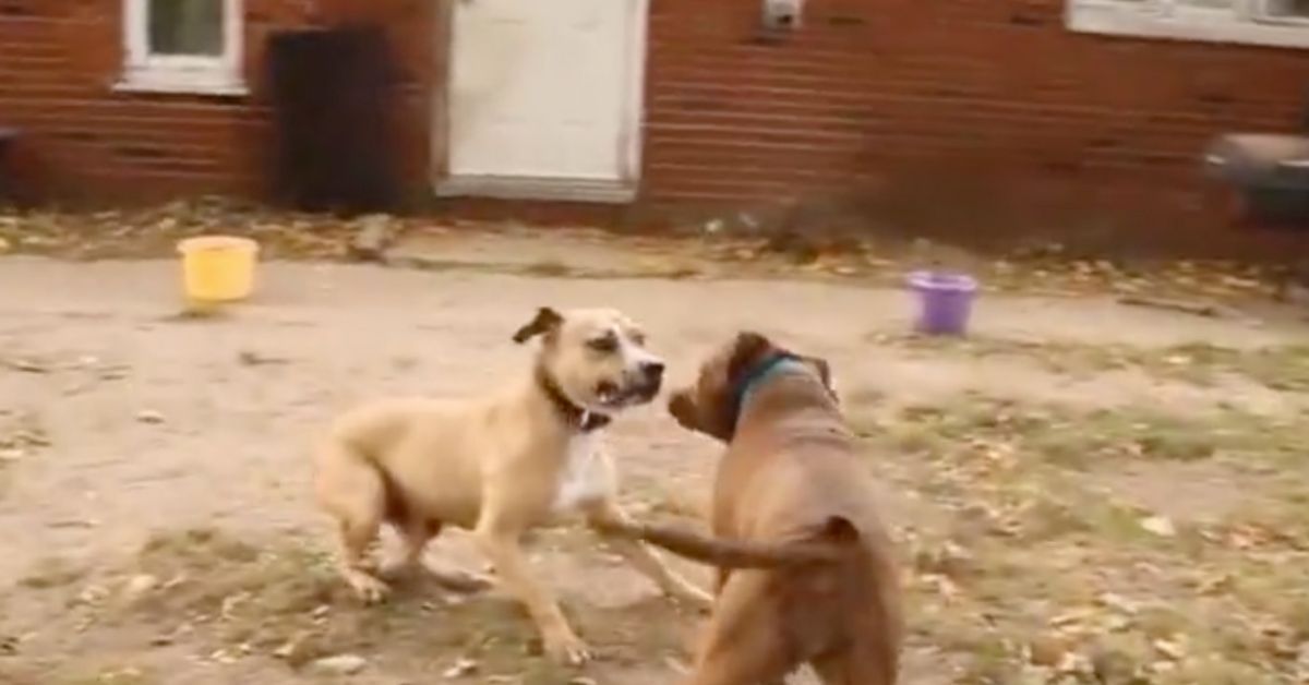 L’incontro di 2 ex cani da combattimento