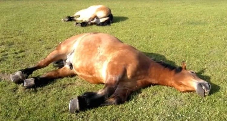 Trova i suoi cavalli sdraiati a terra, credeva fossero malati, solo guardando meglio ha scoperto la vera ragione