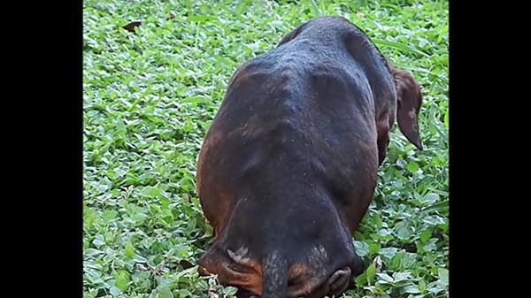 un cane bassotto in gravidanza