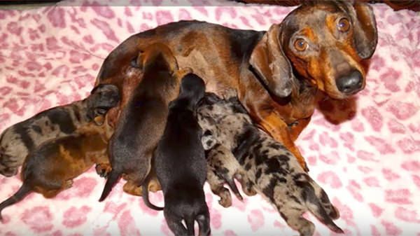 cuccioli di un cane bassotto