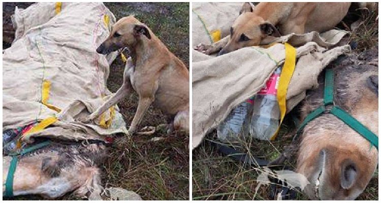 Canario e Forastero, cani amici per sempre