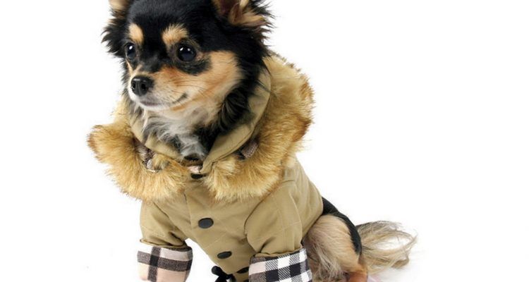 piumino moncler cane piumino moncler cane