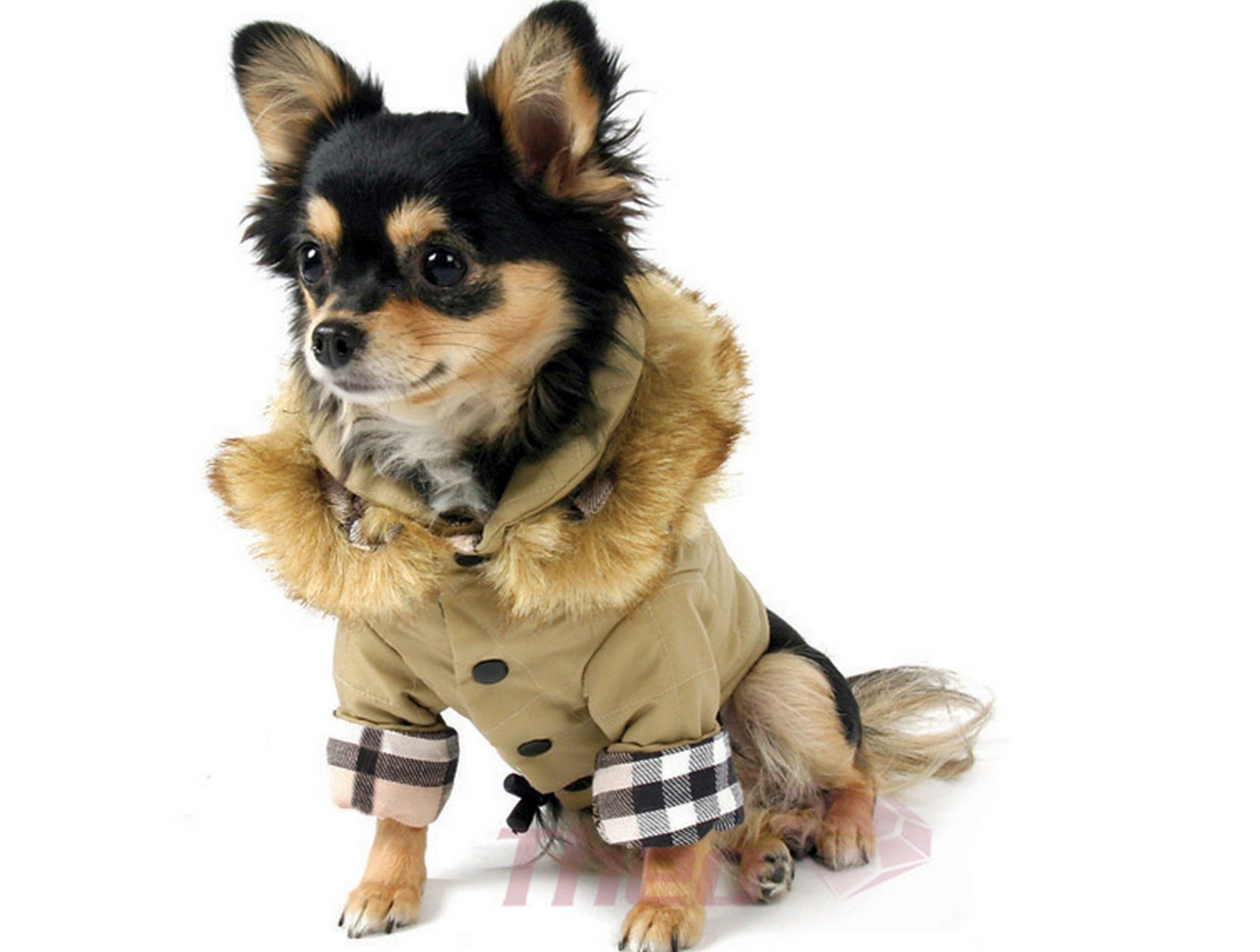 cappotto moncler cane