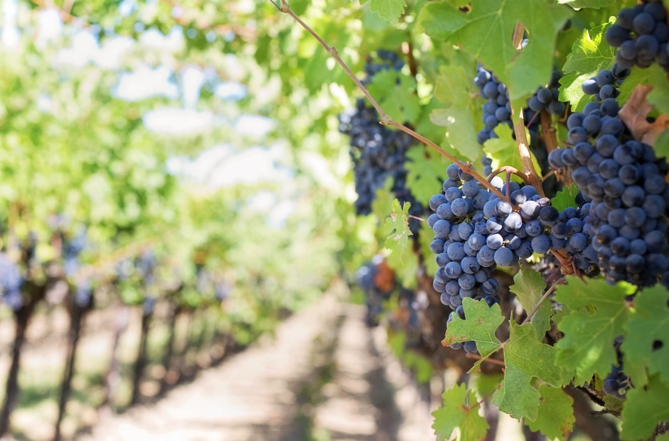 Un tour tra le strade del vino: Italia, Spagna e Francia