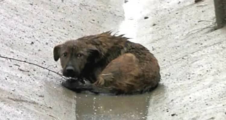 La storia di Baby Boy, abbandonato senza pudore su una autostrada