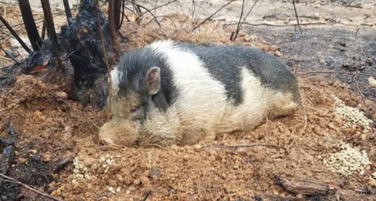Durante l’incendio salvano i loro animali ma perdono le tracce del povero maiale