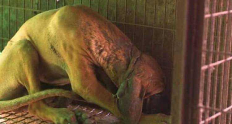 Salva un cane da un mercato di carne: “non aveva mai visto un prato d’erba”