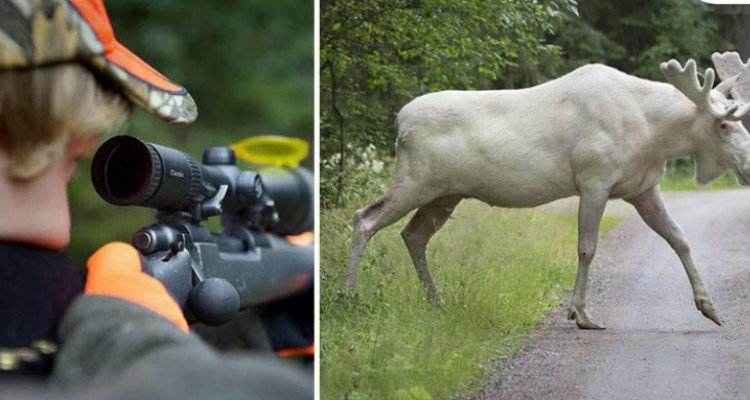 Rarissimo esemplare di alce bianca avvistata in Svezia.