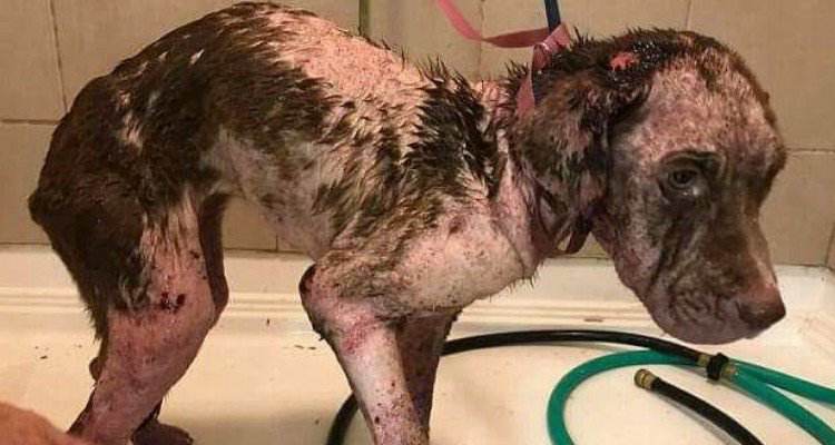 La storia di Iris, lasciata a morire in un cassonetto