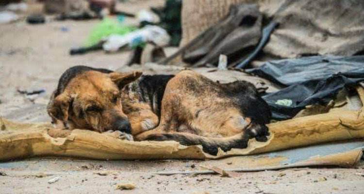 Don Felipe, il vecchio cane cieco che vive vicino alla spazzatura