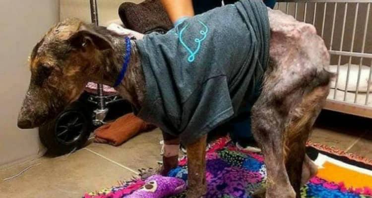 Quando l’abbiamo trovato non si capiva nemmeno di che cane si trattasse