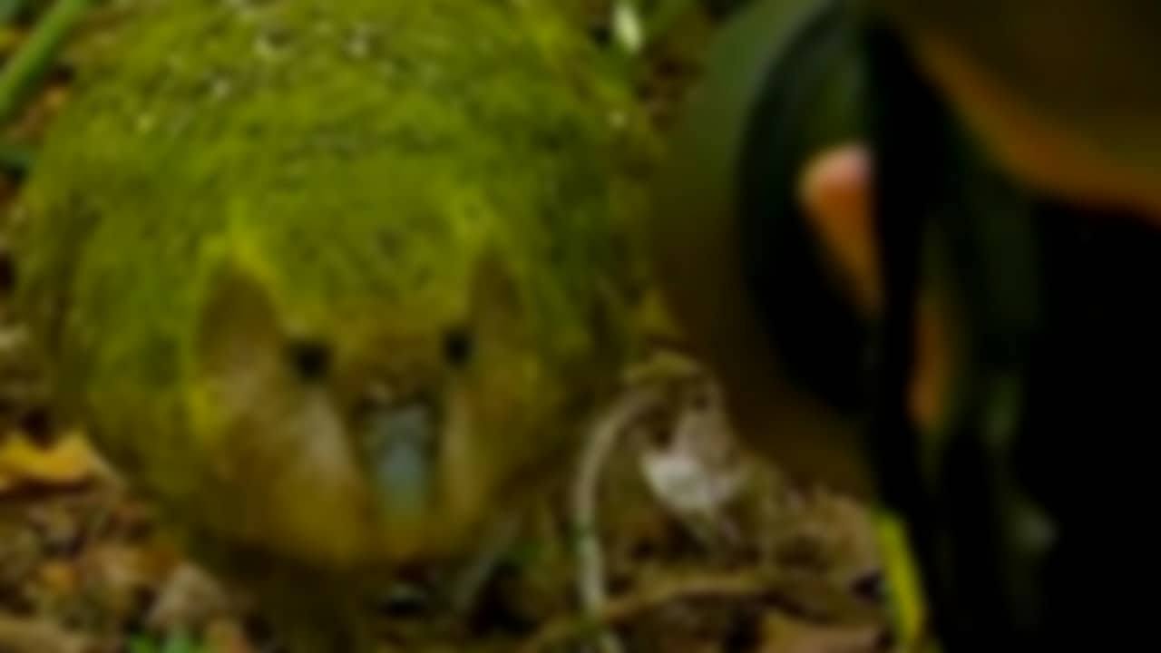 Un animale molto raro