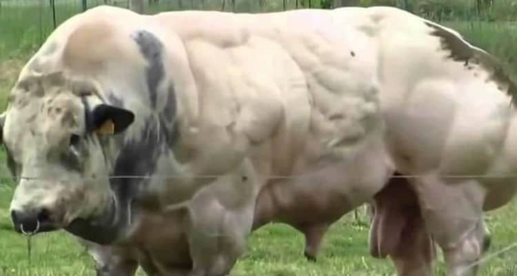 La mostruosità dietro il toro blu belga