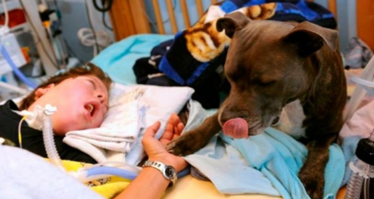Tascha, la cagnolona che ha salvato la vita di un bambino in stato vegetale