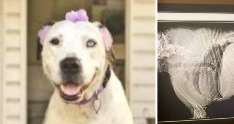 Adotta una cagnolona bisognosa e in cambio riceve un’inaspettata sorpresa
