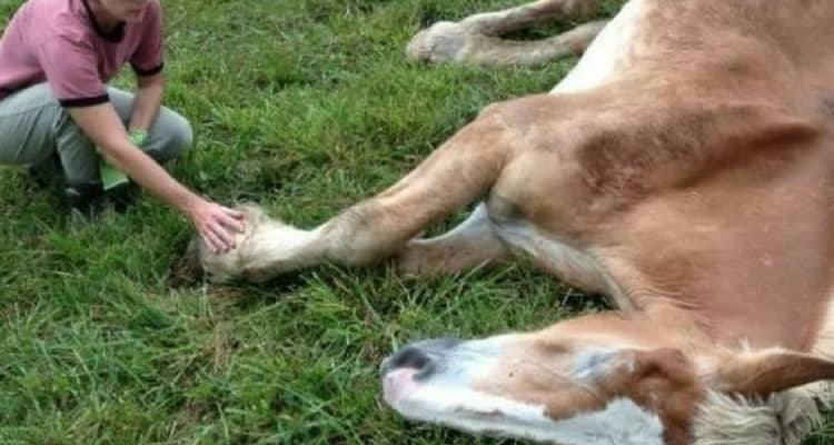 Sfruttati fino allo sfinimento e poi venduti all’asta come carne da macello