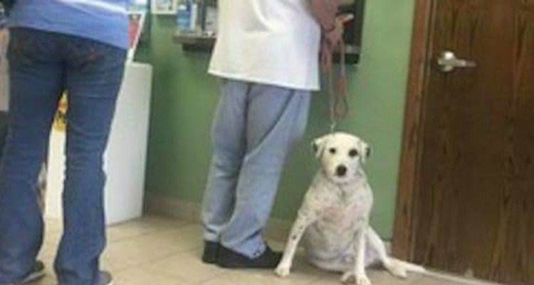 Lascia il suo cane al rifugio per un motivo che ha lasciato il mondo senza parole