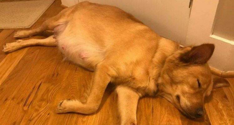 Adottato una cagnolina incinta, ma il giorno del parto riserva loro una grande sorpresa