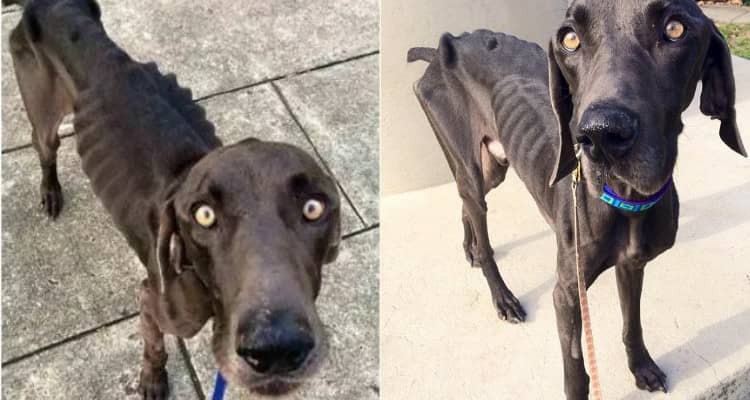 “Quando il veterinario mi ha detto cosa aveva nello stomaco, non riuscivo a crederci”