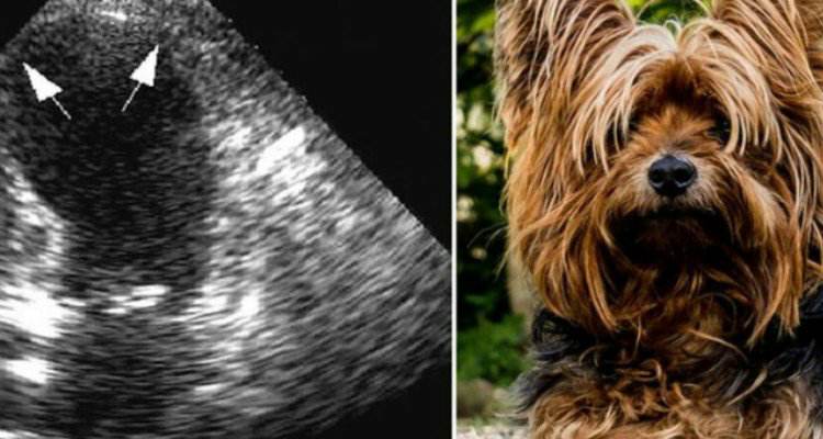 Scopre di avere una rara malattia, dovuta dalla sua cagnolina