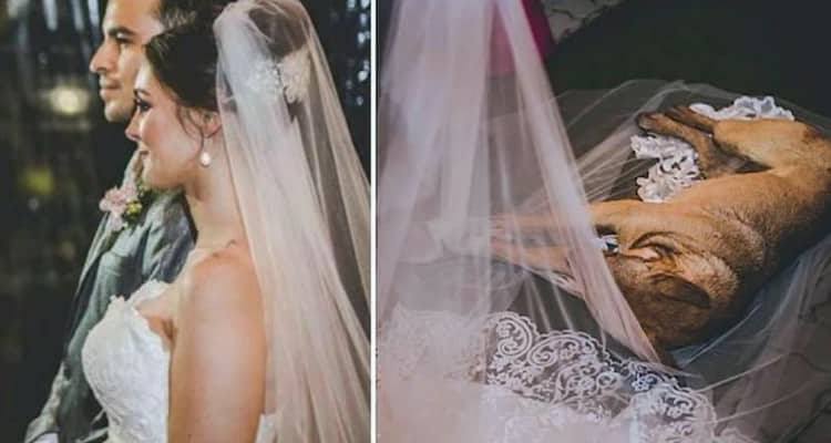 Un ospite inaspettato che ha reso speciale il loro matrimonio
