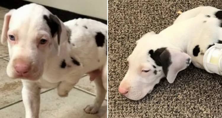 Furgus il cane nato senza la zampa anteriore