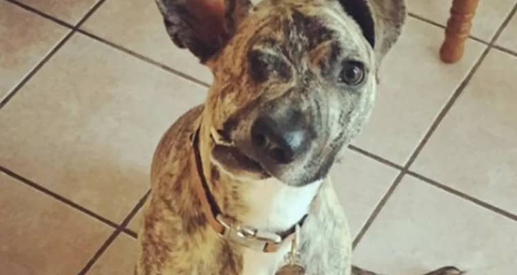 Credevano che un altro cane l’avesse morso, invece poi scoprono la verità