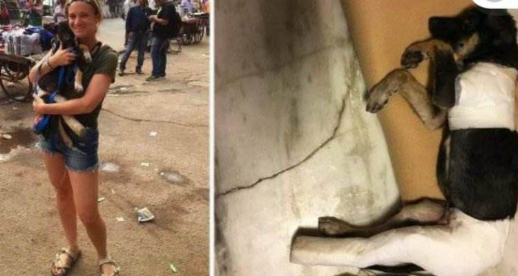 Turista salva un povero randagio dalla morte