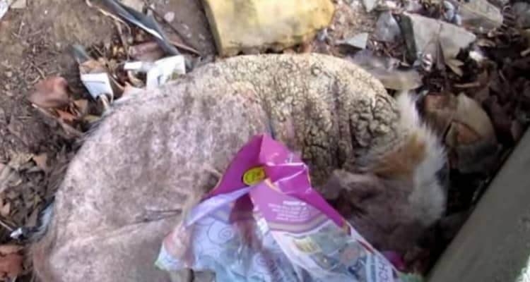 Il salvataggio del povero Edward