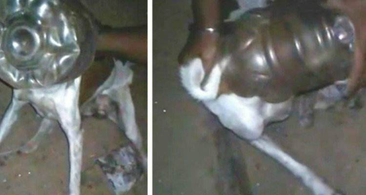 Trovano un povero cagnolino con la testa incastrata in una bottiglia