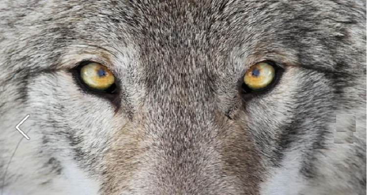 Qual’è il tuo animale spirituale secondo la tua data di nascita.