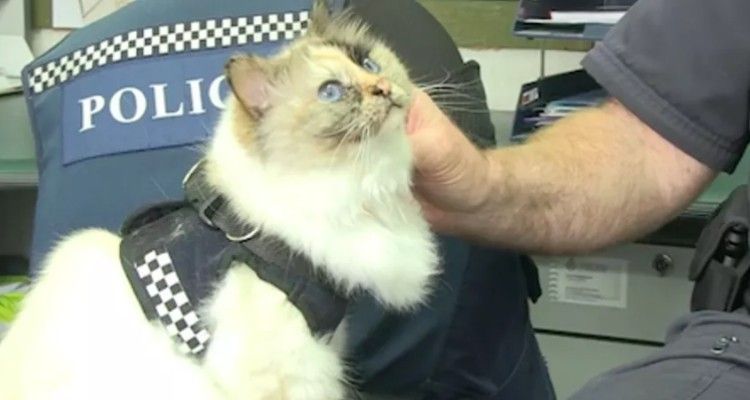 Finalmente arriva l la prima gatta poliziotta