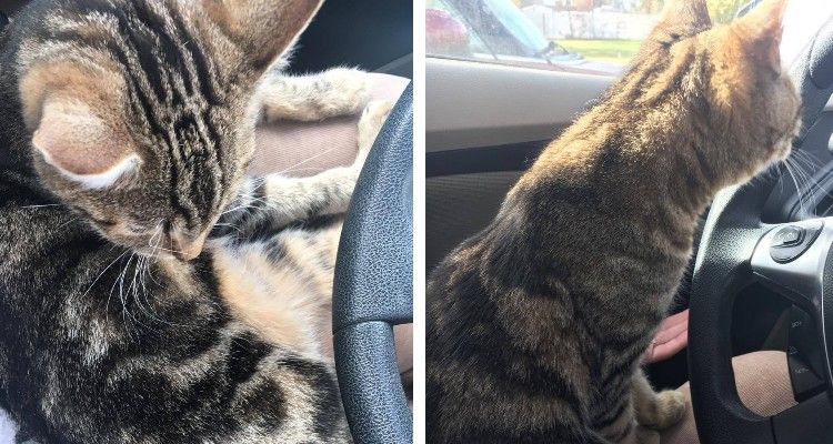 Il gatto sale in auto e la donna scopre che sta cercando aiuto