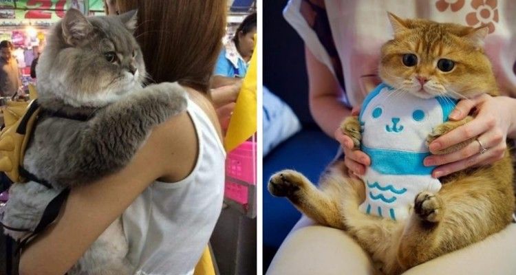 10 foto di gatti grassocci che cambieranno la vostra giornata