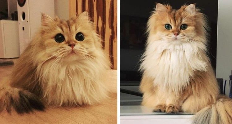 10 foto di Smoothie, il gatto più fotogenico del mondo
