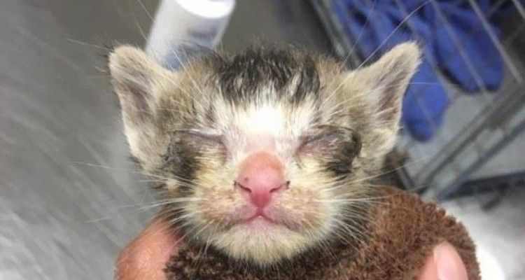 Gattino orfano salvato poco prima di morire: ecco com’è diventato