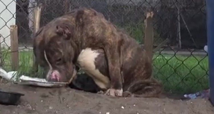 Ragazzi tirano pietre a un pit bull che chiedeva solo amore: ecco cosa è successo dopo