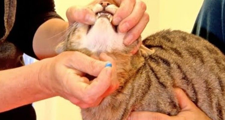 Ecco un modo per dare ai gatti le medicine senza rischiare la pelle