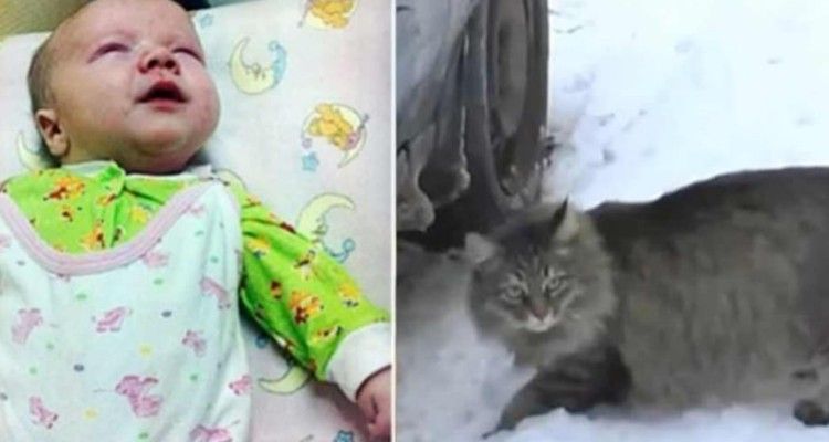 Bambino abbandonato in un cestino: un gatto randagio fa qualcosa di incredibile