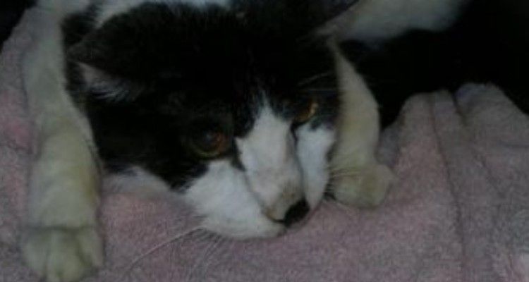 Nessuno vuole il gatto di 20 anni ma poi accade qualcosa di impensabile