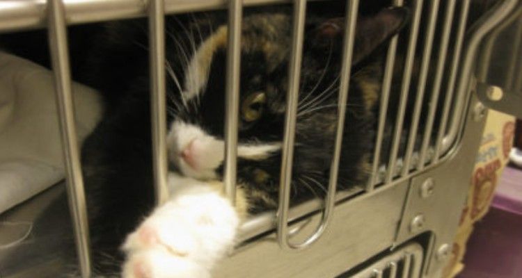 Basta gabbie, ecco un’alternativa che aiuta i gatti nei rifugi