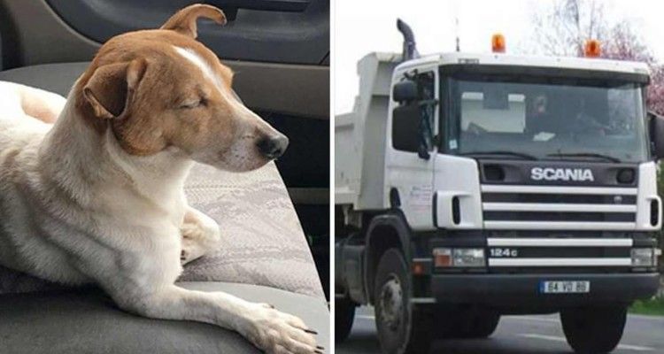 Camionista salva un cane in mezzo alla strada: ma lui corre verso la foresta…