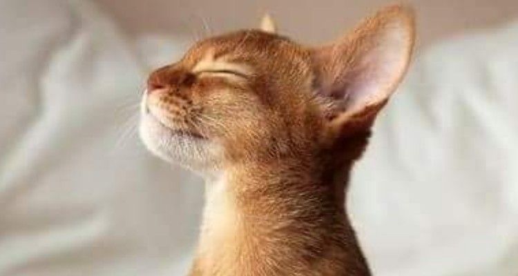 7 cose che possiamo imparare dai gatti