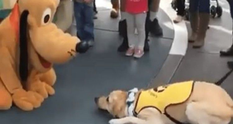 VIDEO – Cane guida incontra per la prima volta Pluto: un incontro davvero importante