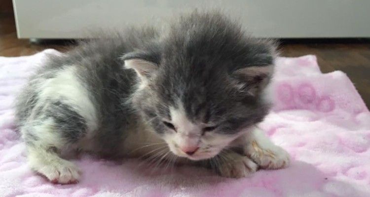 Gattina orfana lasciato solo trova una nonna gatta da amare