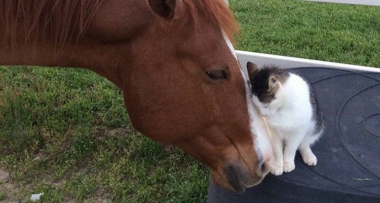 Il gatto cresciuto con un cavallo: ora sono inseparabili