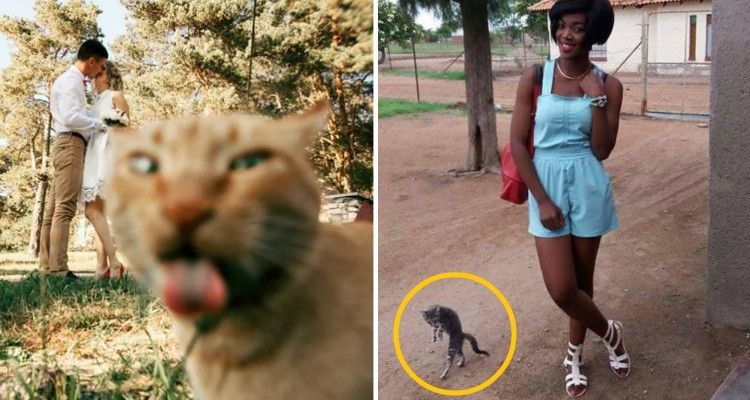 10 gatti che si introfolano nelle foto