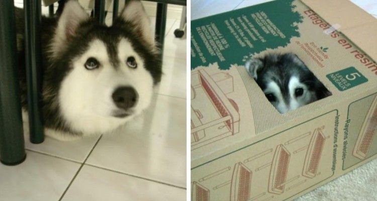 L’husky allevato dai gatti che si comporta come un gatto
